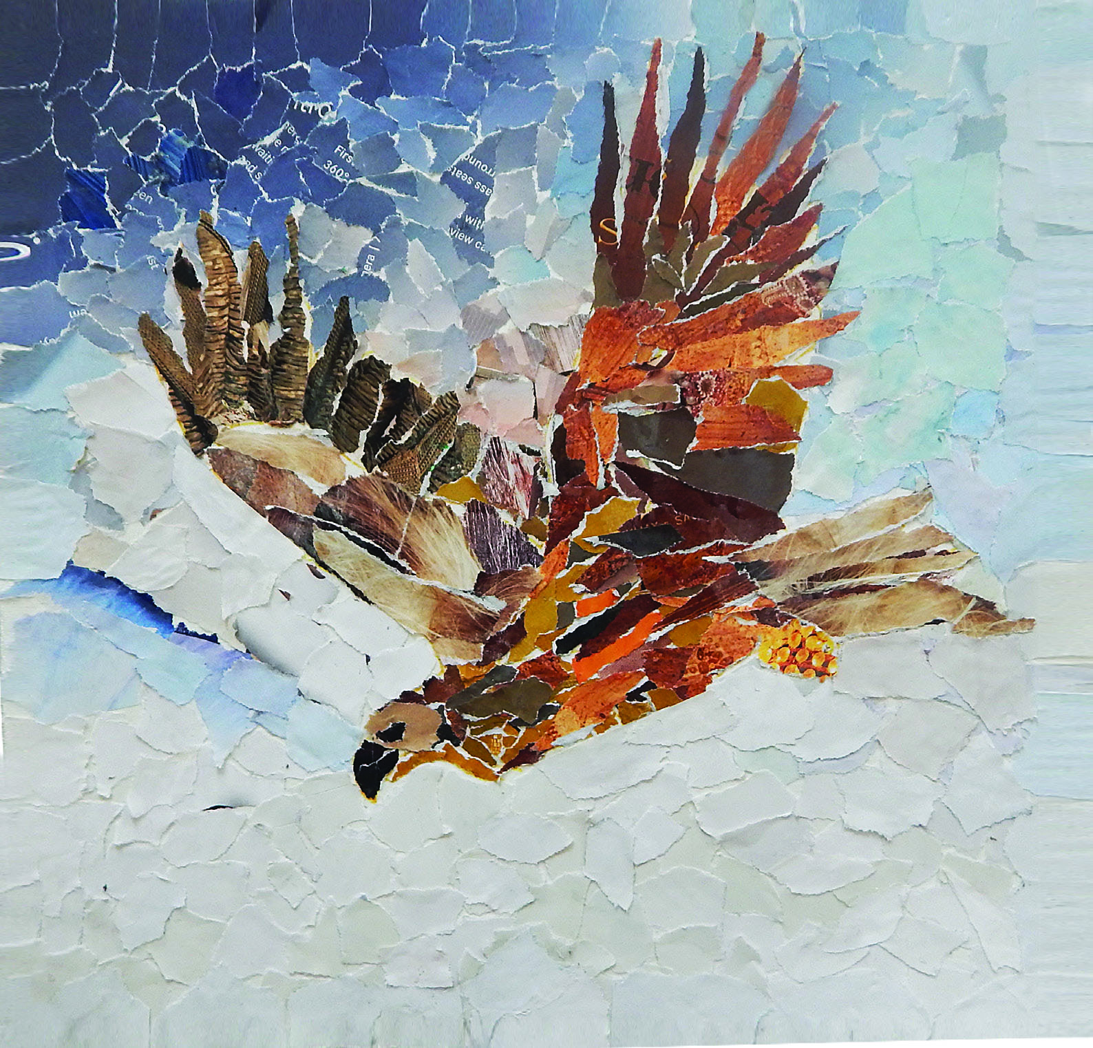 Falcon - The National Bird of UAE